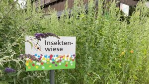 Schild Insektenwiese vor Bienenhaus