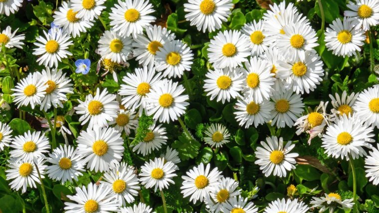 Gänseblümchen, Bellis perennis, blühen am 24.04.2023 auf dem Gelände des als Prinzessinnenschlösschen bekannten Griesbachschen Gartenhaus, Imre Kertész Kolleg Jena der Friedrich Schiller Universität, der Friedrich-Schiller-Universität Jena in Jena.